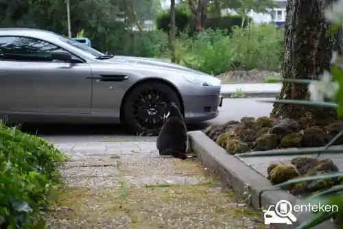 Aston Martin DB9 Volante 2008
